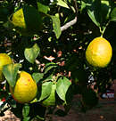 lemons