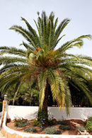 palm at Casa Paloma Blanca
