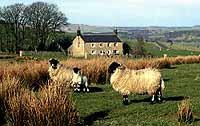 working farm